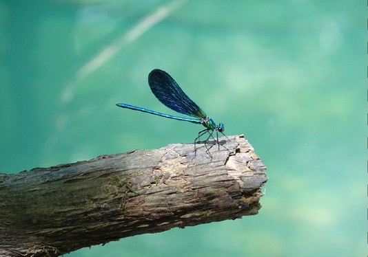 Massage Détox Abdominal🔥Profitez de -129€ avant le 30/04 !